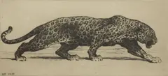 Untitled by Herbert Dicksee, Herbert Thomas Dicksee RE (1862-1942) ‘Study of a Leopard’. original etching on paper, sold Oct 2020