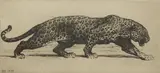 Herbert Dicksee, Untitled, Herbert Thomas Dicksee RE (1862-1942) ‘Study of a Leopard’. original etching on paper