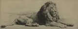 Herbert Dicksee, Untitled, Herbert Thomas Dicksee RE (1862-1942) 'Study of a Lion' original etching on vellum