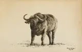 Simon Combes, Untitled, charcoal sheet 57.5 x 77cm