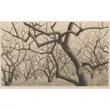 Tanaka Ryohei, Untitled (Bare Trees), 1974, etching, [approximate dimensions -