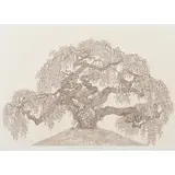 Jacques Hnizdovsky, "Camperdown Elm,", 1971, woodcut, [approximate dimensions -