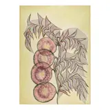 Anna Zemánková, Untitled, circa 1972, gouache, pastel, colored pencil and ballpoint pen on paper