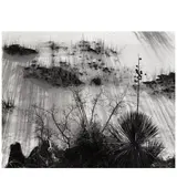Brett Weston, Yucca and Scrub (from the portfolio 'White Sands')