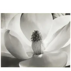Magnolia Blossom by Imogen Cunningham, 1925, Gelatin silver print, sold Oct 2025