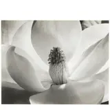 Imogen Cunningham, Magnolia Blossom, 1925, Gelatin silver print