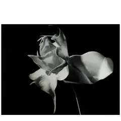 Imogen Cunningham, Datura, c. 1940, Gelatin silver print