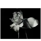 Imogen Cunningham, Datura, c. 1940, Gelatin silver print