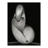 Edward Weston, Shells, 1927, Gelatin silver print