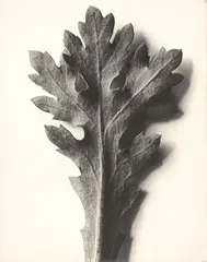 Karl Blosfeldt, Chrysanthemum segetum, Wucherblume, 1915, Vintage. Silbergelatineabzug