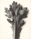 Karl Blosfeldt, Chrysanthemum segetum, Wucherblume