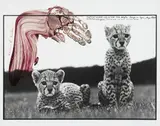 Peter Beard, orphaned cheetah cubs @ natl. Park Hdqutrs. Mweiga nr. Nyeri, Kenya, 1968, Späterer Silbergelatineabzug