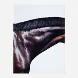 Steven Klein, Prancer, 2007, c-print mounted to aluminum