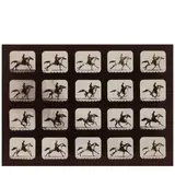 Eadweard Muybridge, Horse Running (from 'Attitudes of Animals in Motion'), 1878-79, Albumen print