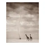 Nick Brandt, Giraffes with Dust Devil, Amboseli (from 'A Shadow Falls'), 2007, Pigment print; signed