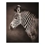 Nick Brandt, Portrait of Baby Zebra, Lewa Downs