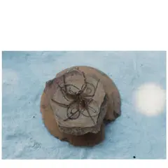 Gabriel Orozco, 'Arana en Tepalcate' (Spider on ancient plate), 2005, Chromogenic print; signed