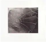 Vija Celmins, WEB, 2009, Silkscreen on paper
