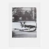 Gerhard Richter, Hund, 1993, offset lithograph