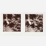 William Wegman, Two works from the Bird Dog suite
