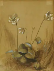 John Ruskin, Untitled, 1819, 1819-1900) Study of Hellebore watercolour 14 x 12cm Provenance: Louise Blandy