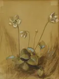 John Ruskin, Untitled, 1819, 1819-1900) Study of Hellebore watercolour 14 x 12cm Provenance: Louise Blandy