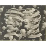 M. C. Escher, Bond of Union, 1956, 409