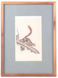 Untitled by Liu Ji, lithograph red tailed squirrel by audubon, offered Jan 2021