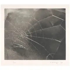 Vija Celmins, Spider Web, 2009, Screenprint on wove paper