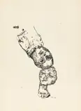 Eugen Schönebeck, Ohne Titel, 1963, Tusche über Bleistift auf Papier