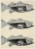 Andy Warhol, Fish, 1983, Screenprint on wallpaper