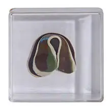 Hannah Wilke, Untitled, 1976, Chewing gum on board in Plexiglas