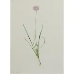 Pierre-Joseph Redouté, Allium Bulb [Flower], watercolor and pencil, (approximate dimensions -