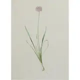 Pierre-Joseph Redouté, Allium Bulb [Flower]