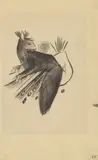 Franz Marc, Eichkätzchen, 1913, Tuschfeder und -pinsel auf Skizzenbuchpapier
