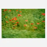 Annette Lemieux, Drive By Poppies, c-print on Sintra