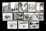 Untitled by Haynes Yellowstone, photograph collection, offered Jul 2018