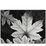 Leaf, Glacier Bay National Monument, Alaska by Ansel Adams, 1948, photograph, sold Apr 2025