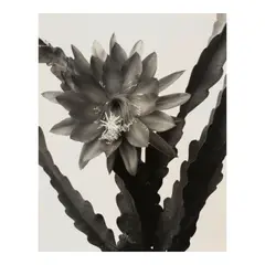 Alma Lavenson, 'Cactus I', c. 1931-32, Unique gelatin silver print; mounted