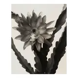 Alma Lavenson, 'Cactus I', c. 1931-32, Unique gelatin silver print; mounted