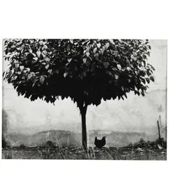 Édouard Boubat, L'Arbre et la Poule (The Chicken and The Tree), 1950, Gelatin silver print