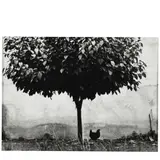 Édouard Boubat, L'Arbre et la Poule (The Chicken and The Tree), 1950, Gelatin silver print