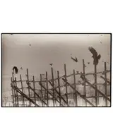 Masahisa Fukase, Nayoro (from 'The Solitude of Ravens'), 1977, Gelatin silver print; signed and dated in pencil on the reverse