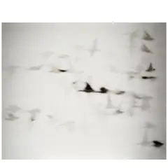 Michal Rovner, 'Mutual Interest 7', 1998, Inkjet print on canvas; signed