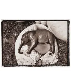 Elephant Embryo (from 'The End of the Game') by Peter Beard, 1966, Gelatin silver print, sold Apr 2025