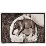 Peter Beard, Elephant Embryo (from 'The End of the Game'), 1966, Gelatin silver print