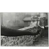 Garry Winogrand, Untitled (Hand Feeding Elephant Trunk, New York) (from 'The Animals')