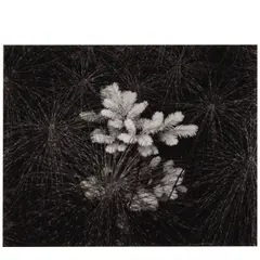 Mark Citret, 'Redwood Shoot + Horsetail Ferns, Bull Creek Flat', 1976, Gelatin silver print