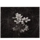 Mark Citret, 'Redwood Shoot + Horsetail Ferns, Bull Creek Flat', 1976, Gelatin silver print