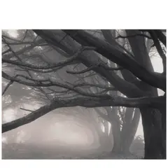 Mark Citret, 'Cypresses, Skyline Drive', 1996, Toned gelatin silver print on vellum; signed